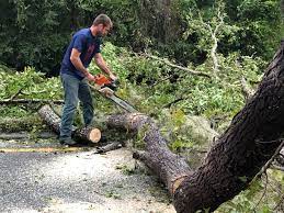 Reliable Calhoun Falls, SC  Tree Services Solutions